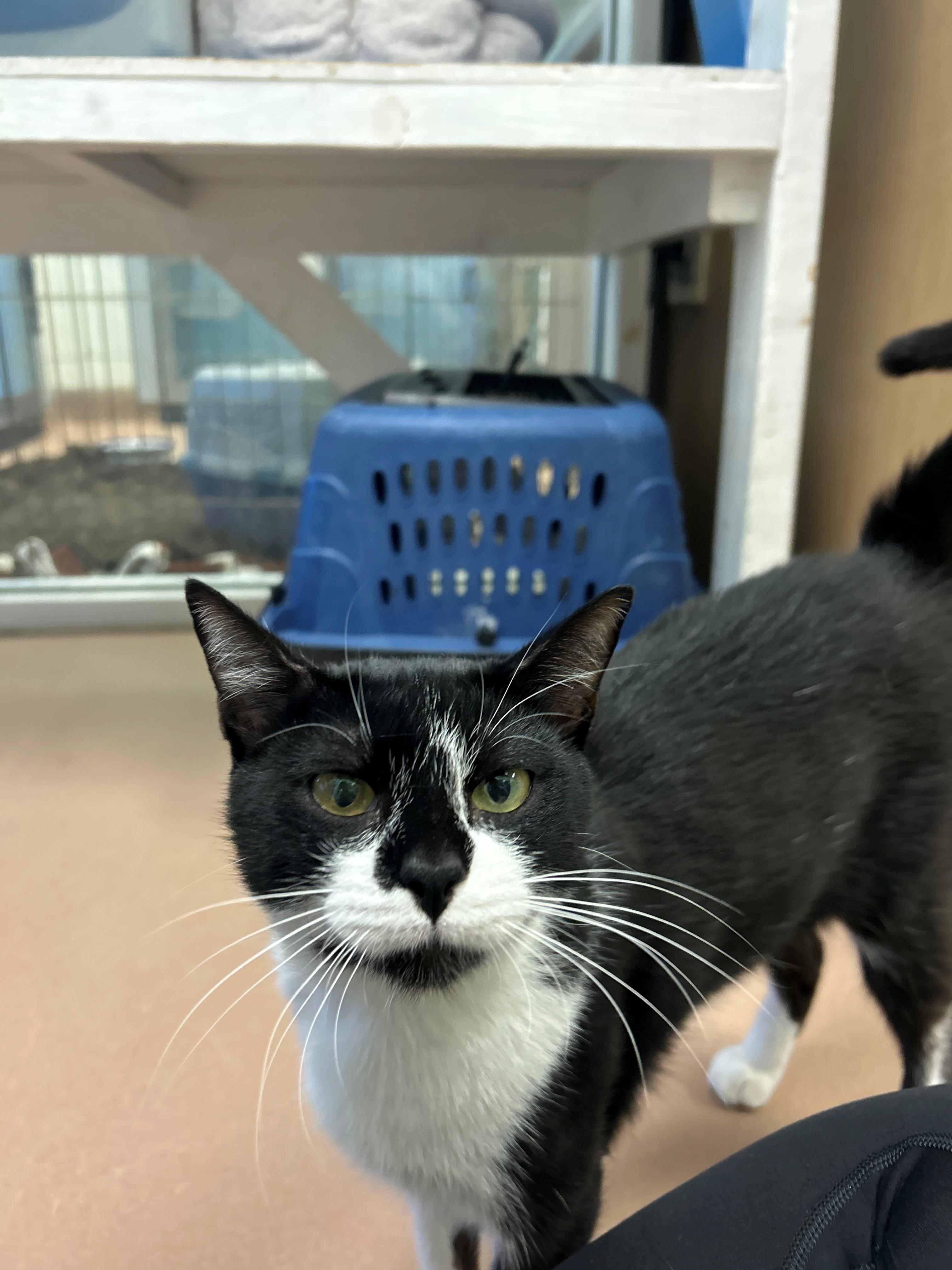 Enlarge Samantha A219316, a Adoptable Tuxedo in Plano, TX image 4/4