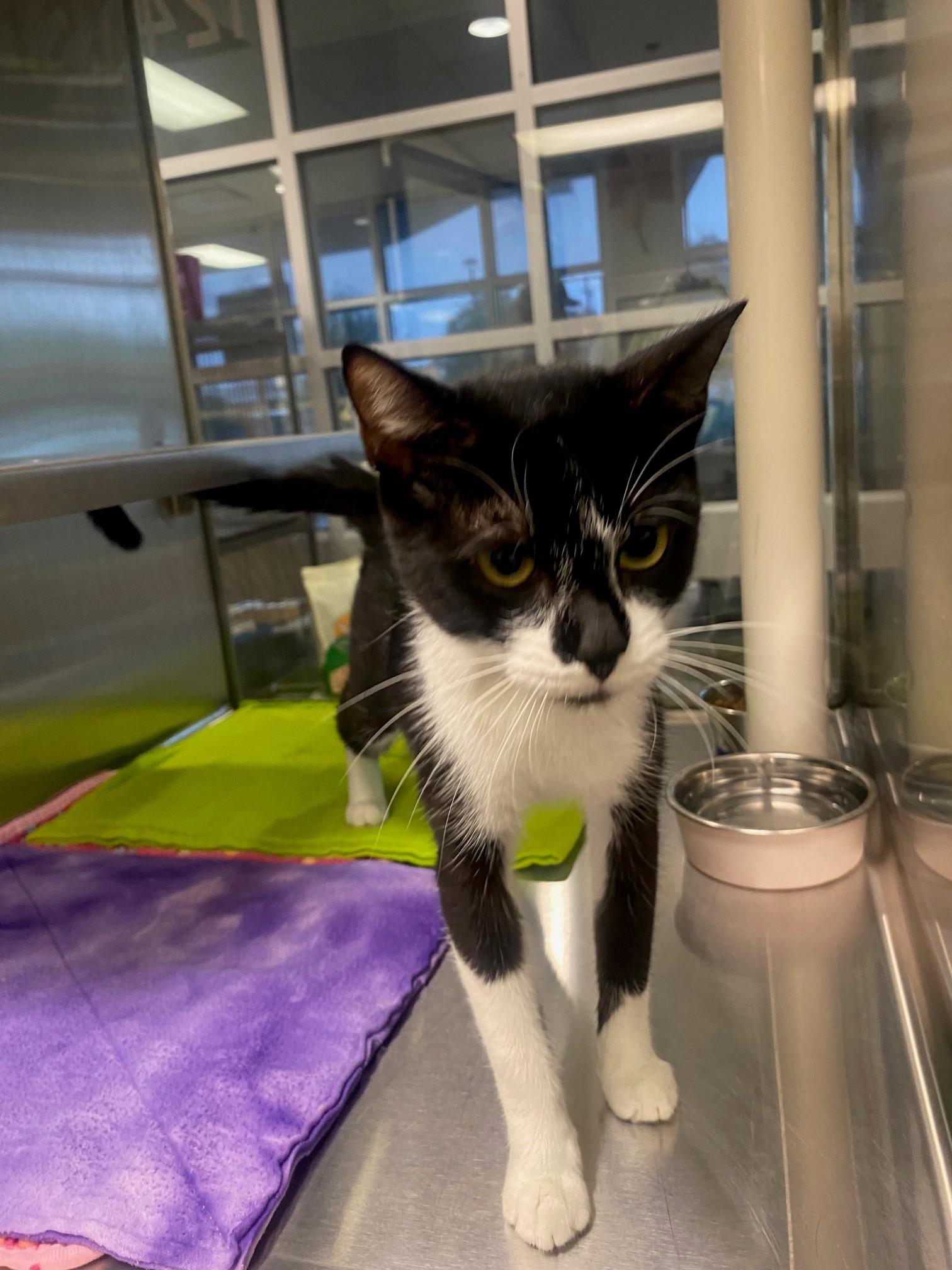 Enlarge Samantha A219316, a Adoptable Tuxedo in Plano, TX image 3/4