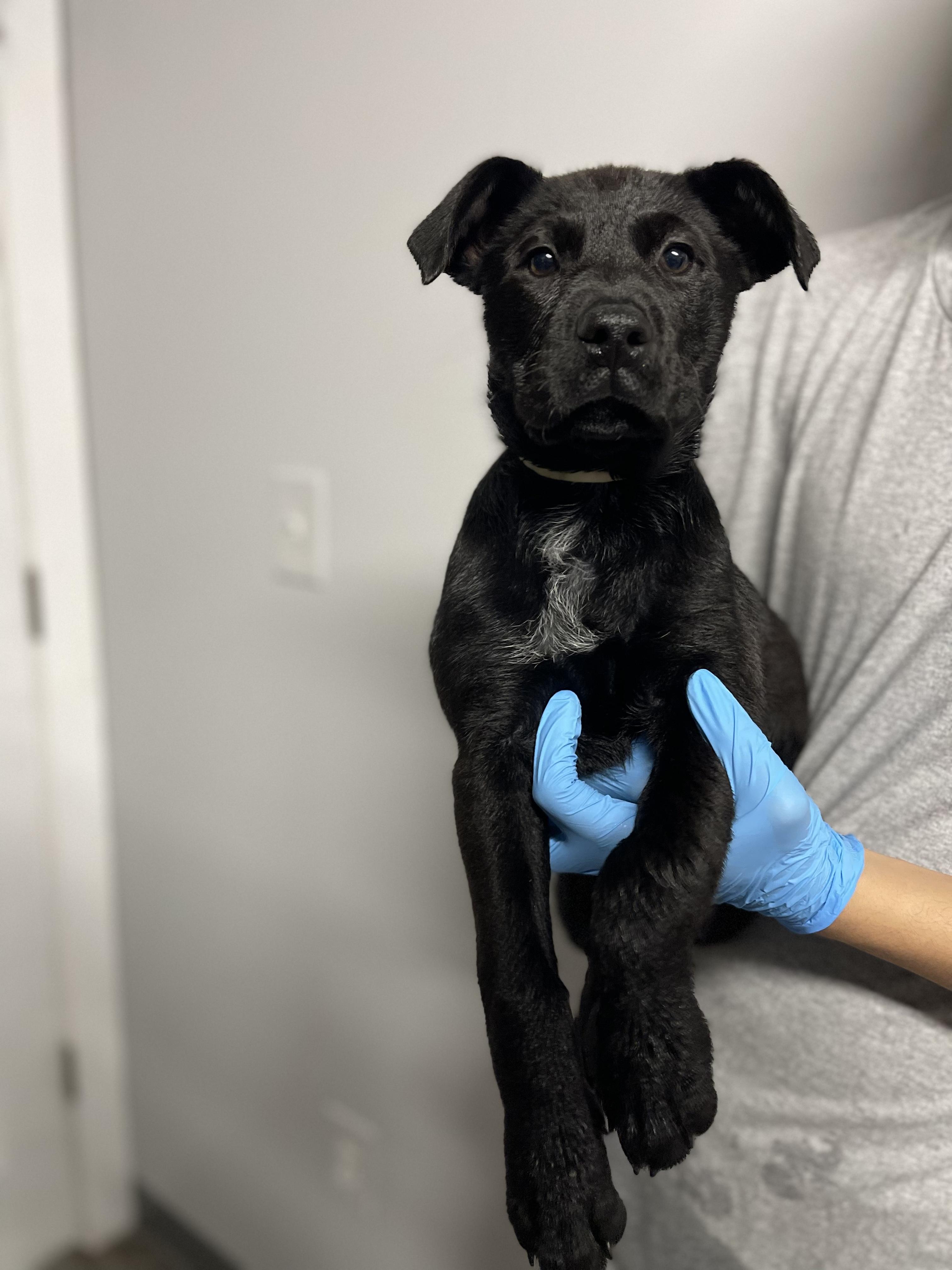Enlarge Chelsie, a ADOPTABLE Labrador Retriever in Rock Hill, NY image 1/1
