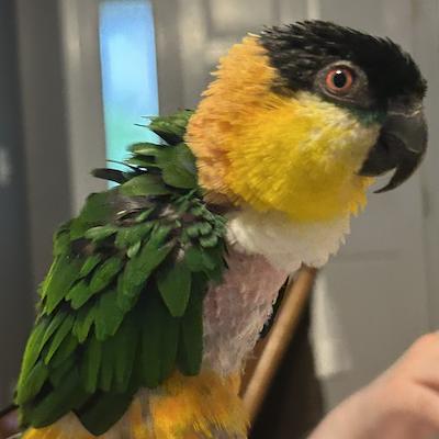 Enlarge Boomer, a Adoptable Caique in Alexander, NC image 1/1