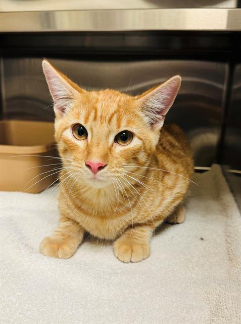 PENDRAGON, Adoptable, Young Female Domestic Short Hair.