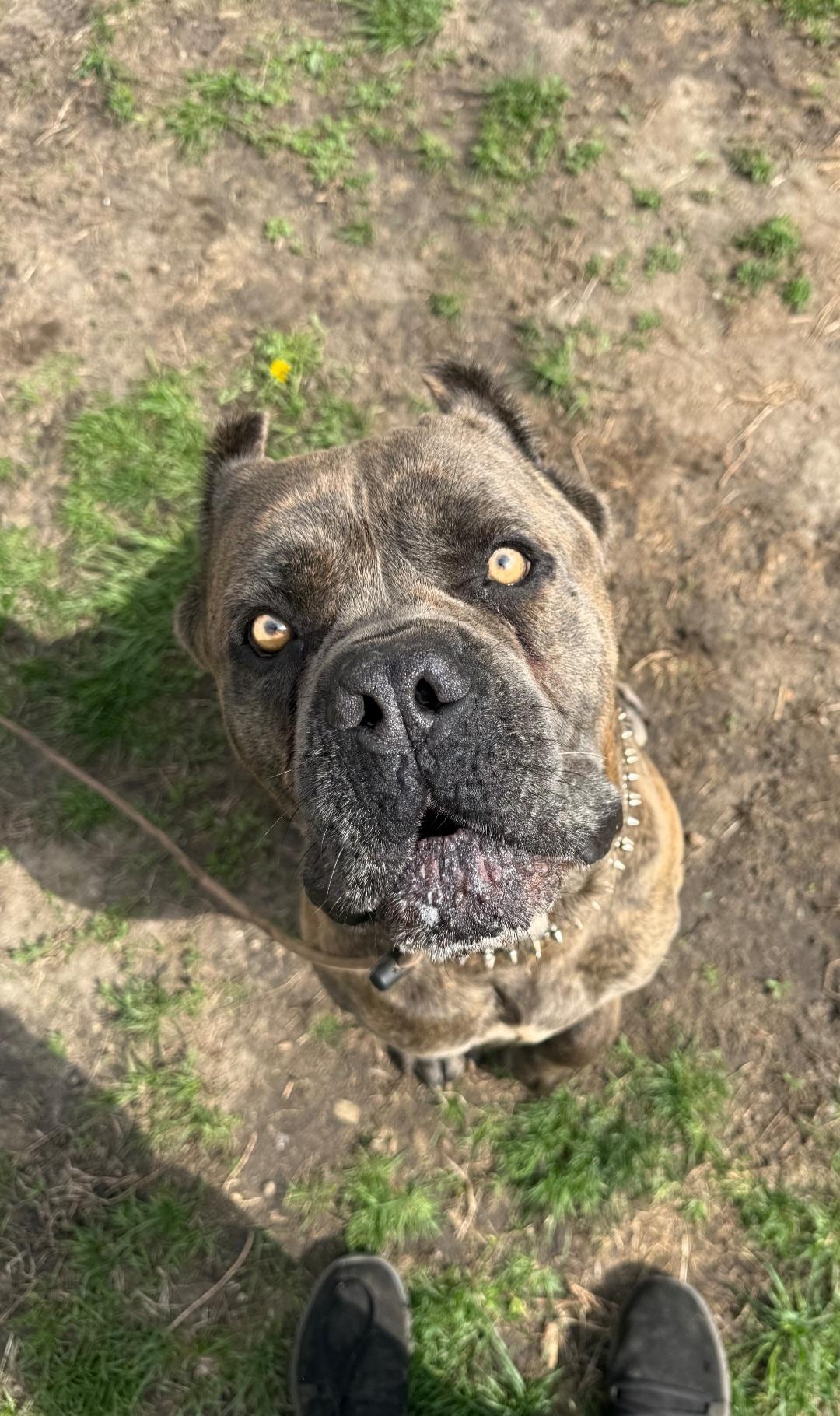 Enlarge Robin, a Adoptable Cane Corso in merrillville, IN image 1/1