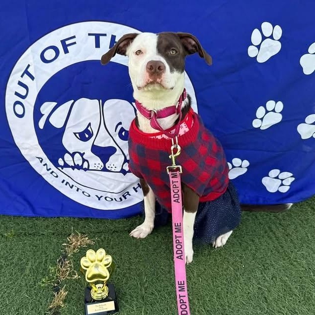 Hera (11 months old), adopted, Young Female Pit Bull Terrier.