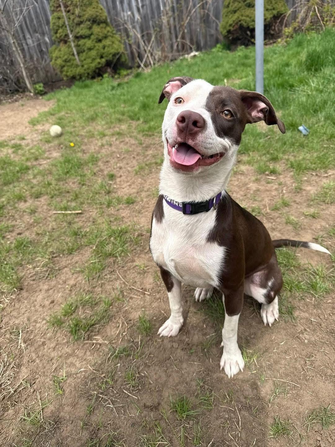 Hera (10 months old), ADOPTABLE, Young Female Pit Bull Terrier.