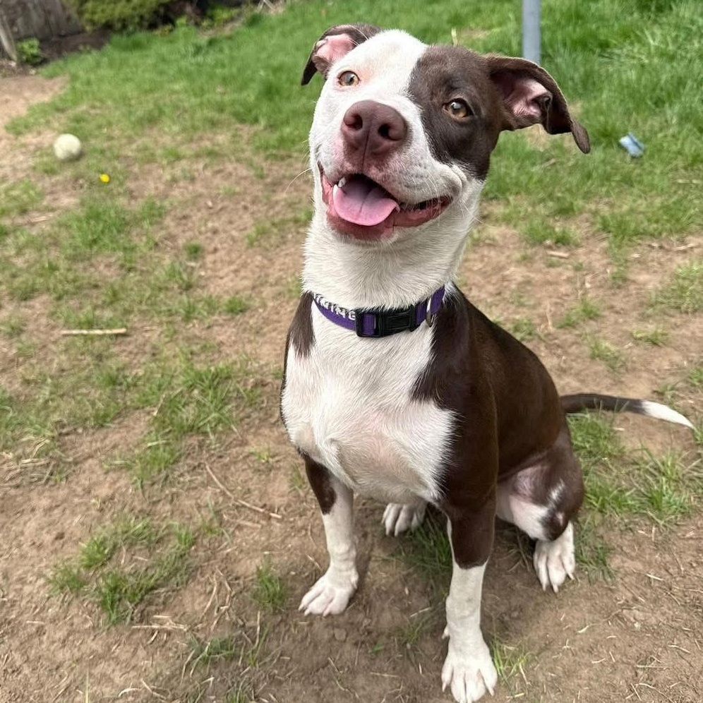 Hera (11 months old), an adopted mixed breed in Albany, NY image 3/4