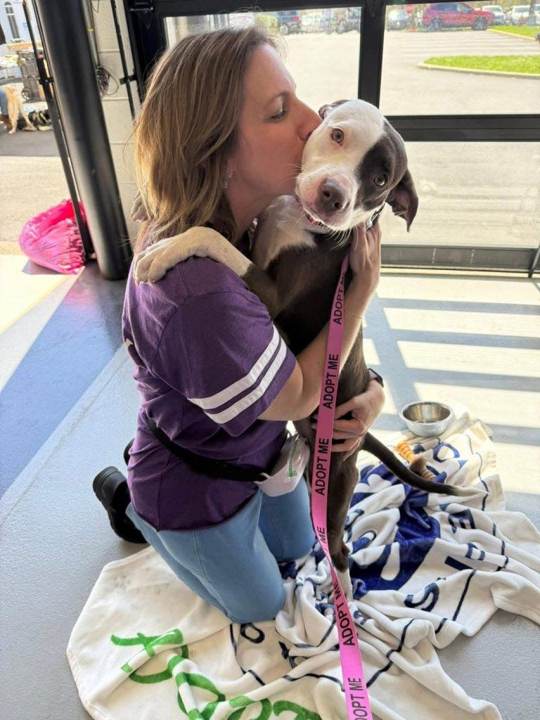 Enlarge Hera (10 months old), a ADOPTABLE mixed breed in Albany, NY image 2/2