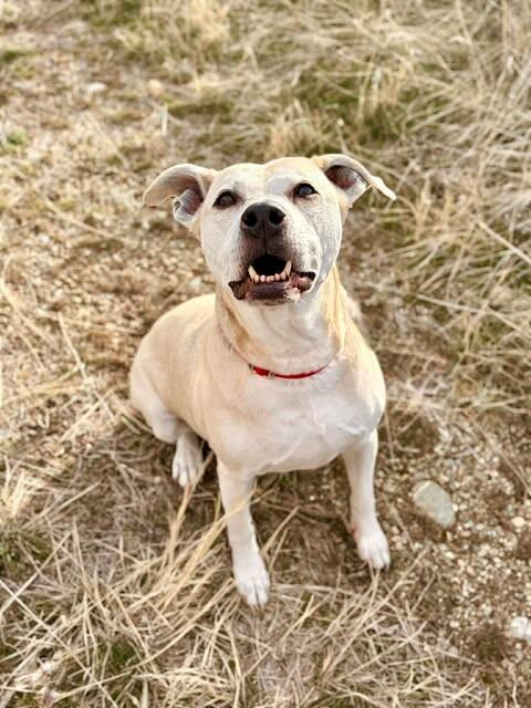Enlarge Bradley, a Adoptable Pit Bull Terrier in Fruit Heights, UT image 1/6
