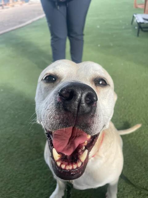 Enlarge Bradley, a Adoptable Pit Bull Terrier in Fruit Heights, UT image 2/6