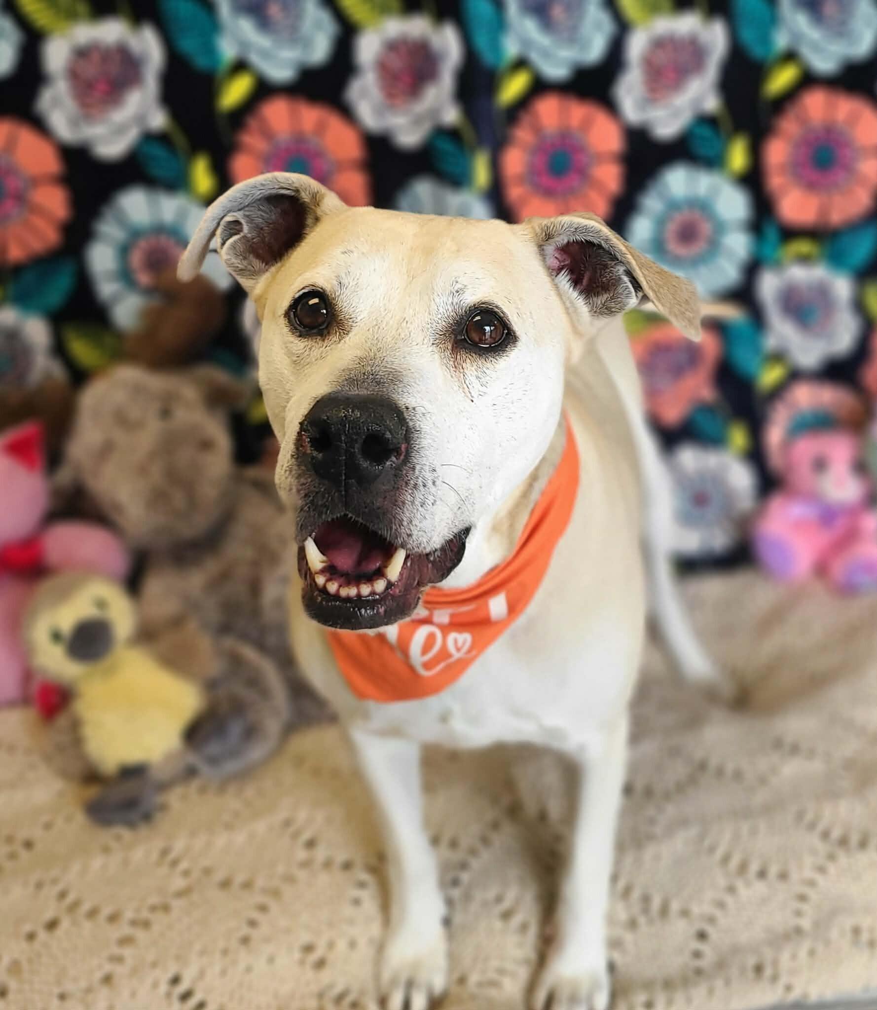Enlarge Bradley, a Adoptable Pit Bull Terrier in Fruit Heights, UT image 3/6