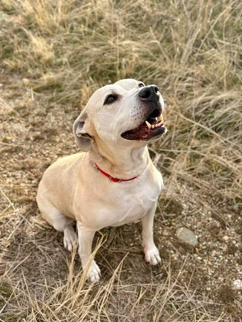 Enlarge Bradley, a Adoptable Pit Bull Terrier in Fruit Heights, UT image 4/6