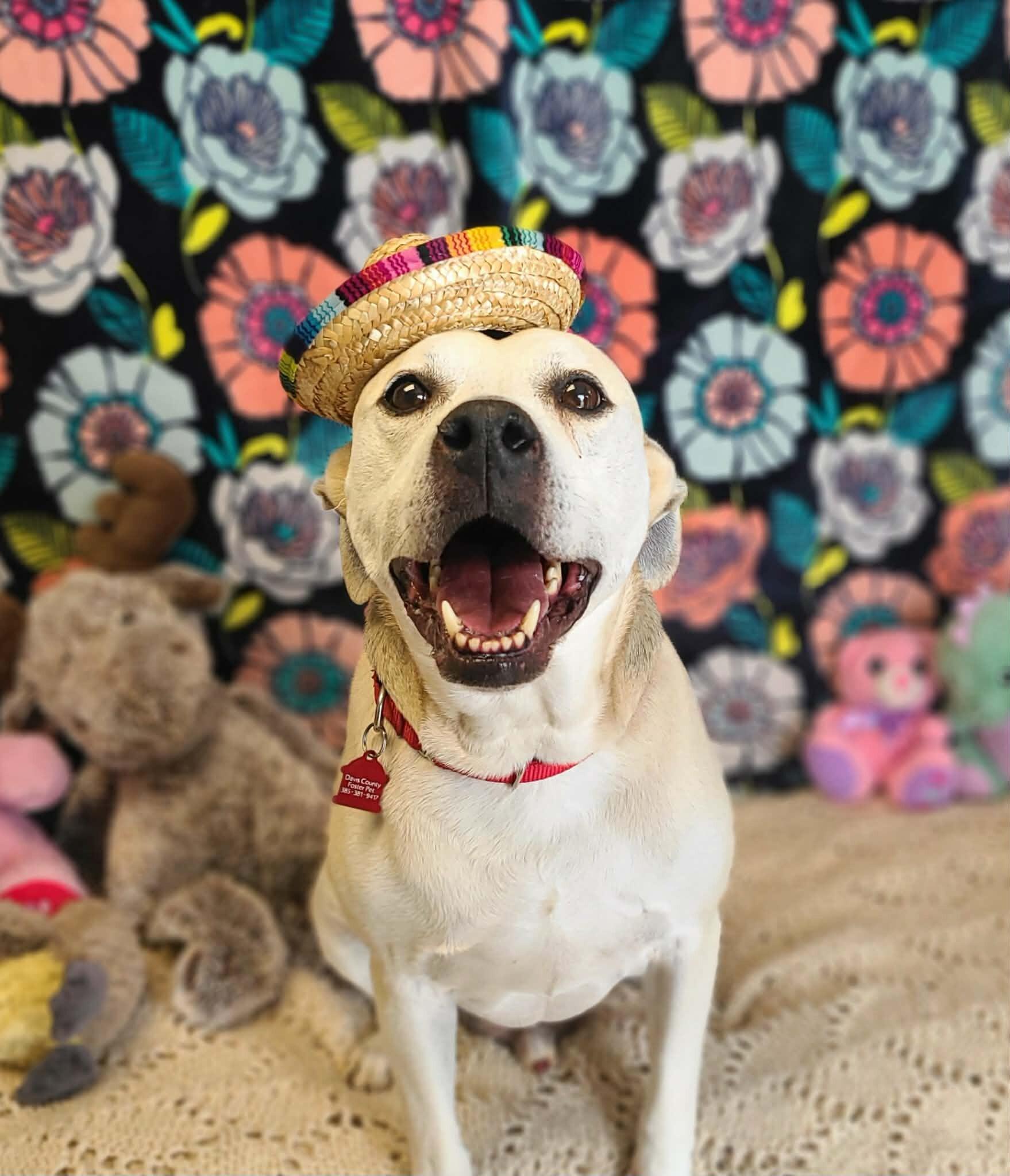 Enlarge Bradley, a Adoptable Pit Bull Terrier in Fruit Heights, UT image 6/6