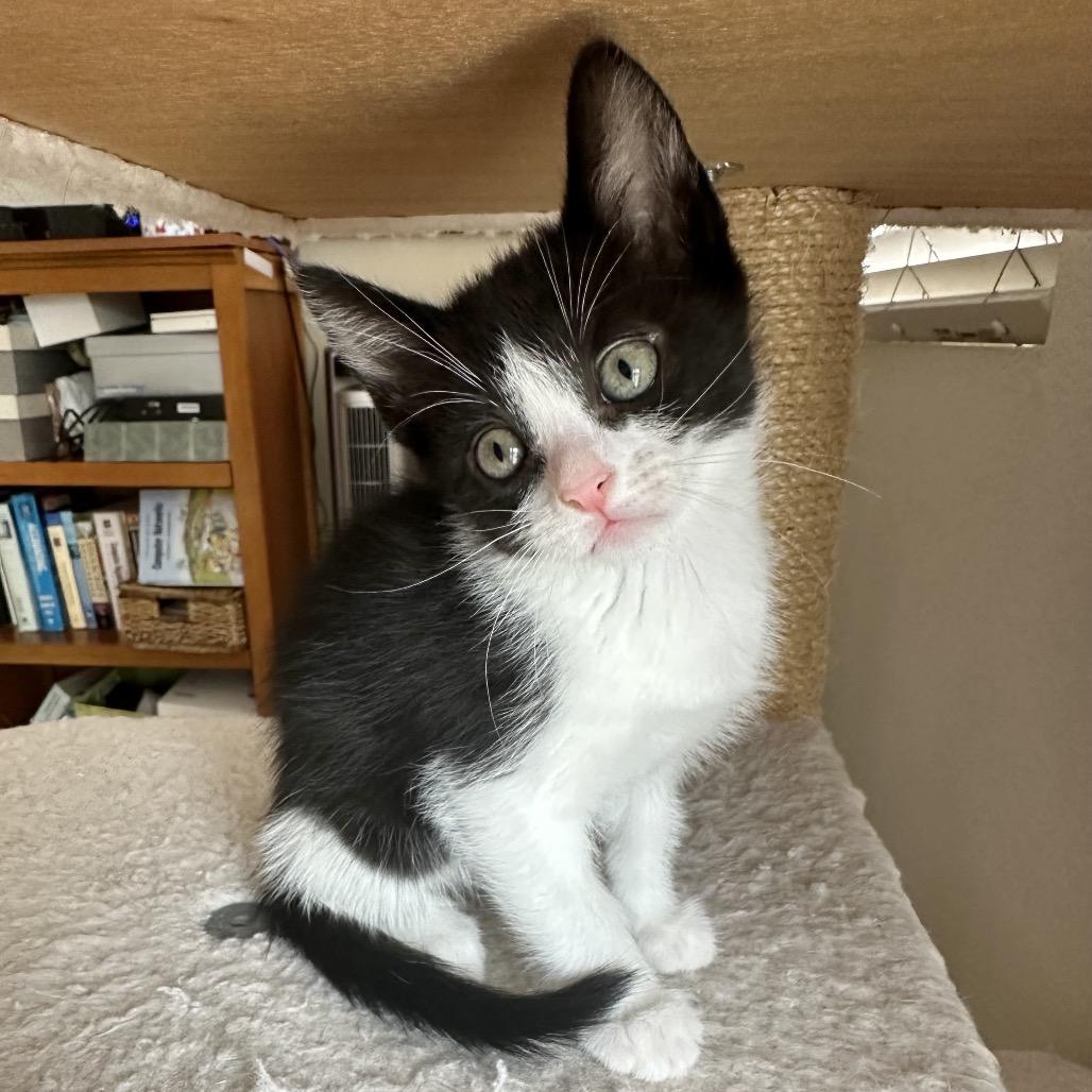 Enlarge Cufflink, a Adoptable Domestic Short Hair in Escondido, CA image 1/6