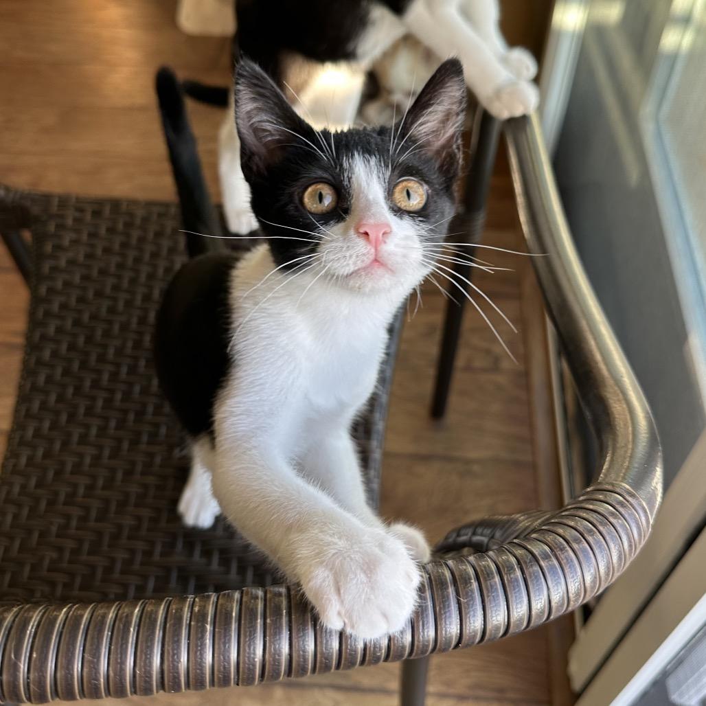 Cufflink, a Adoptable Domestic Short Hair in Escondido, CA image 2/6