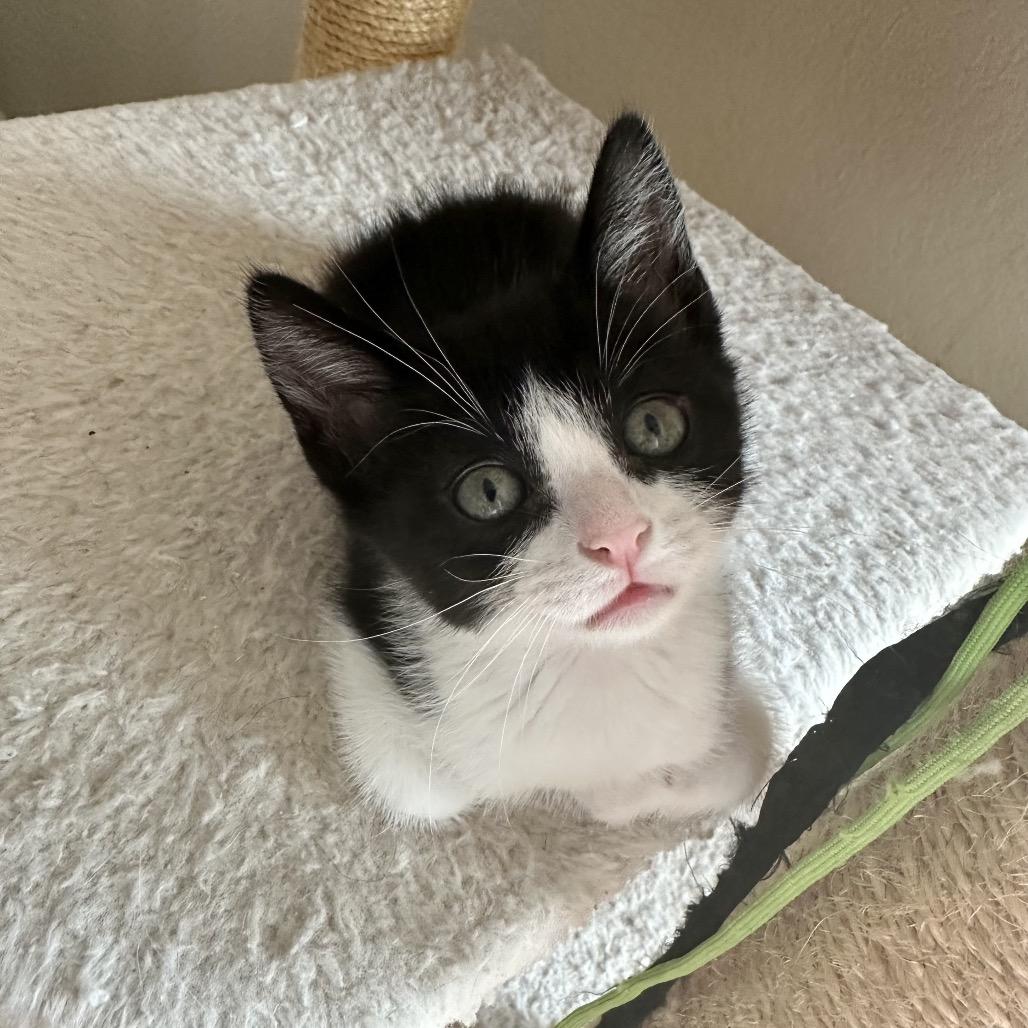 Enlarge Cufflink, a Adoptable Domestic Short Hair in Escondido, CA image 2/6