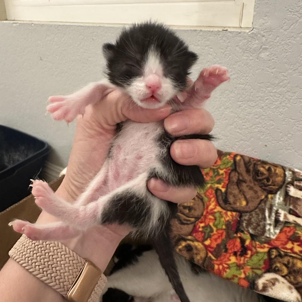Enlarge Cufflink, a Adoptable Domestic Short Hair in Escondido, CA image 3/6