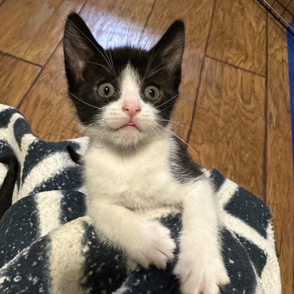 Enlarge Cufflink, a Adoptable Domestic Short Hair in Escondido, CA image 4/6