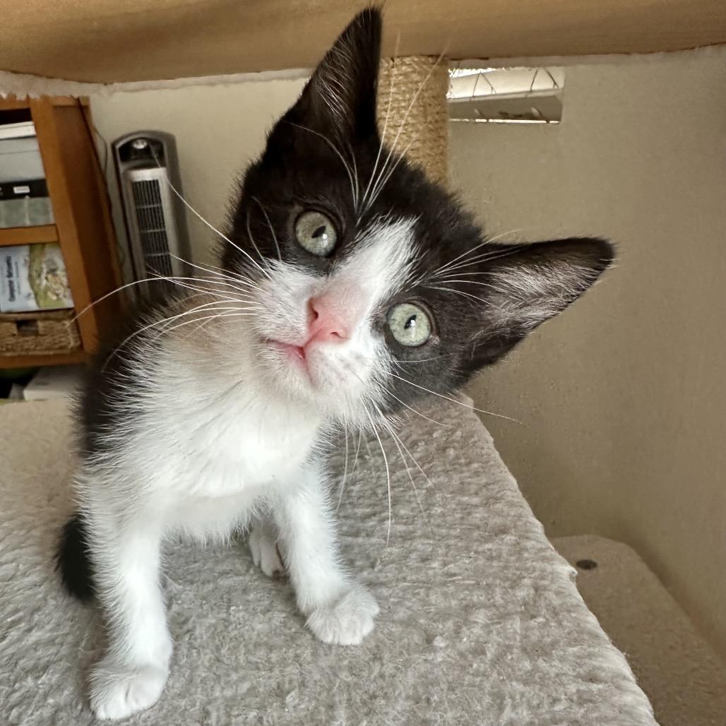 Enlarge Cufflink, a Adoptable Domestic Short Hair in Escondido, CA image 5/6