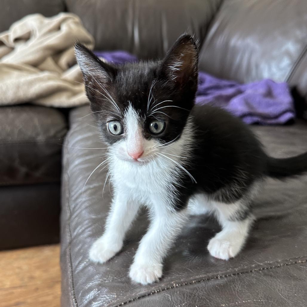 Enlarge Cufflink, a Adoptable Domestic Short Hair in Escondido, CA image 6/6