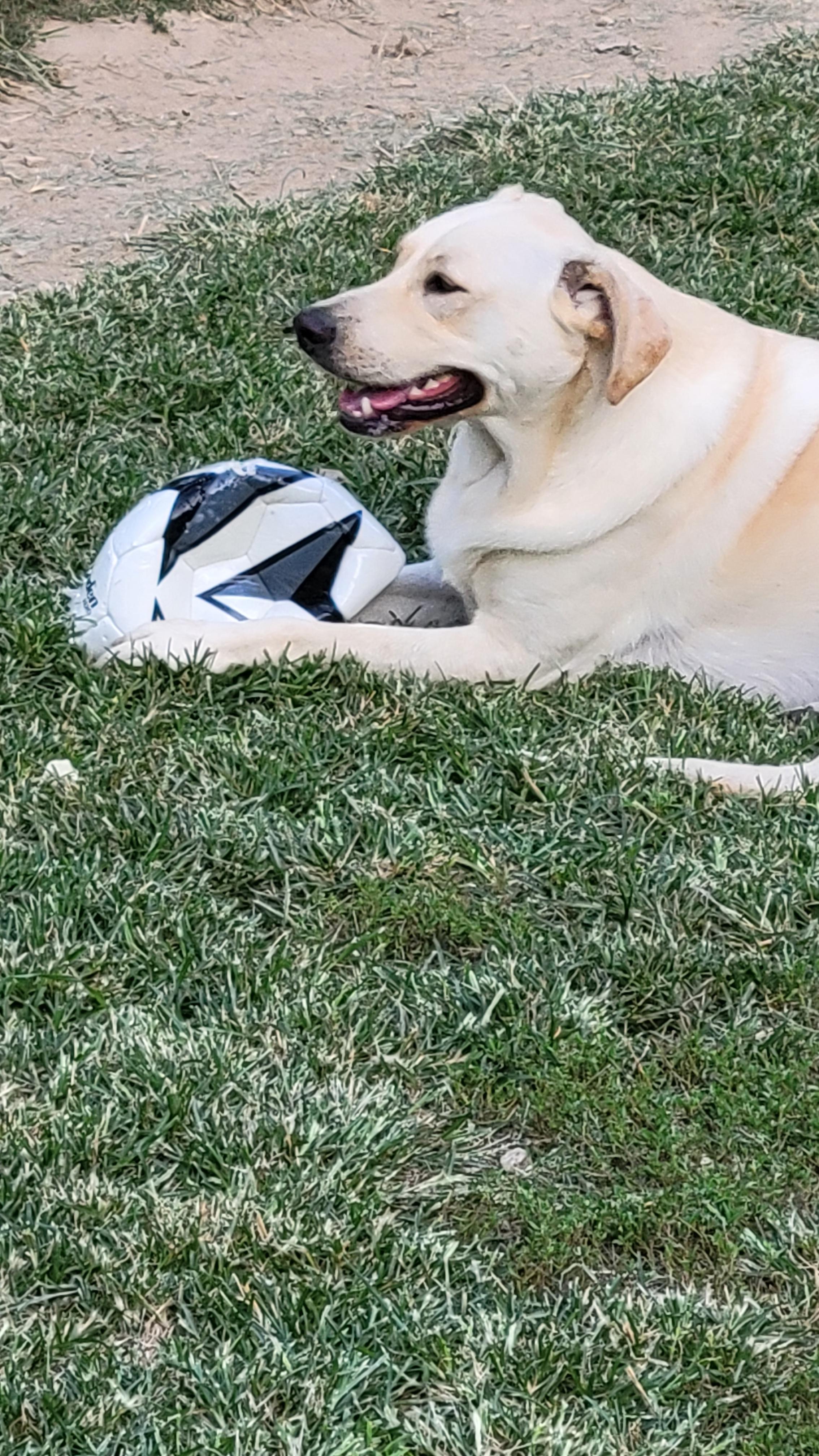 Nettie, a Adoptable mixed breed in Florissant, MO image 1/5