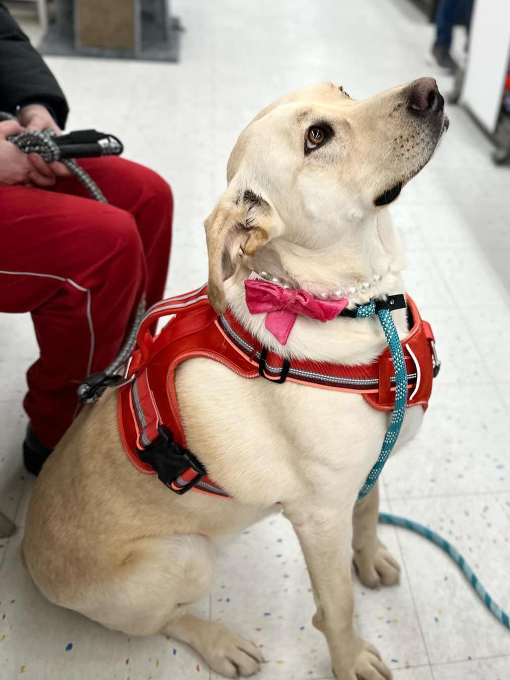 Nettie, a Adoptable mixed breed in Florissant, MO image 2/5