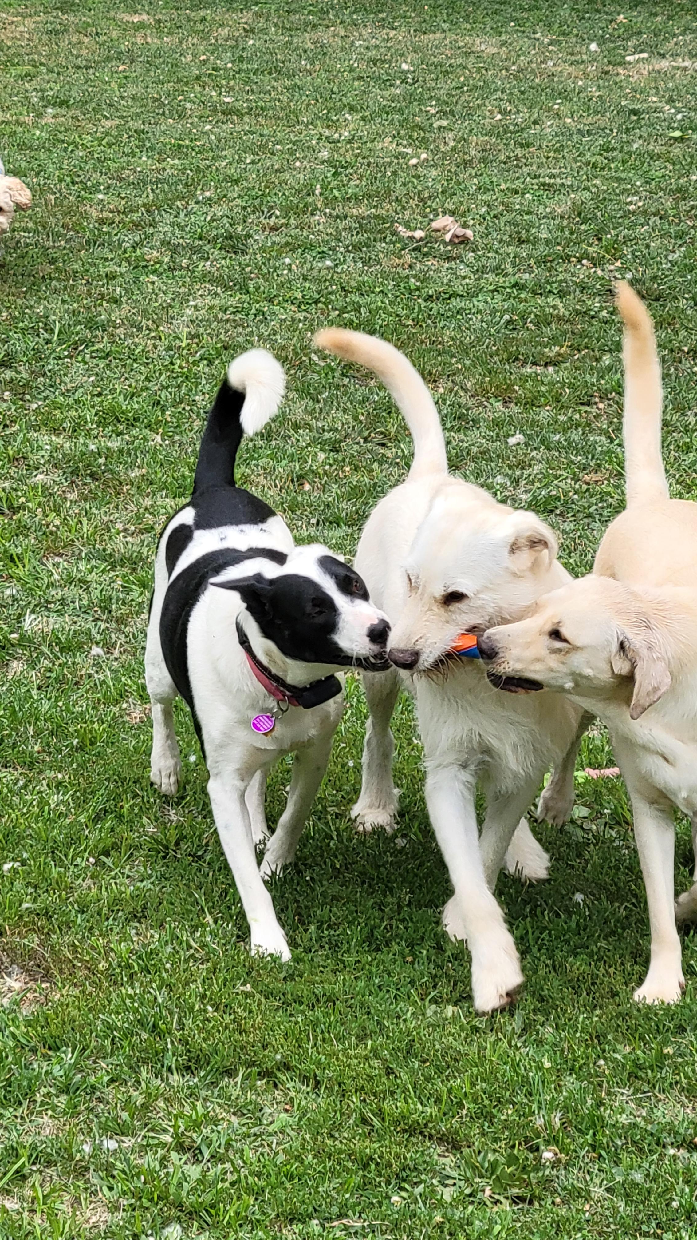 Nettie, a Adoptable mixed breed in Florissant, MO image 3/5
