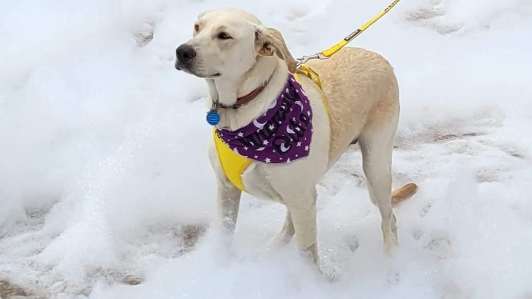 Nettie, a Adoptable mixed breed in Florissant, MO image 4/5