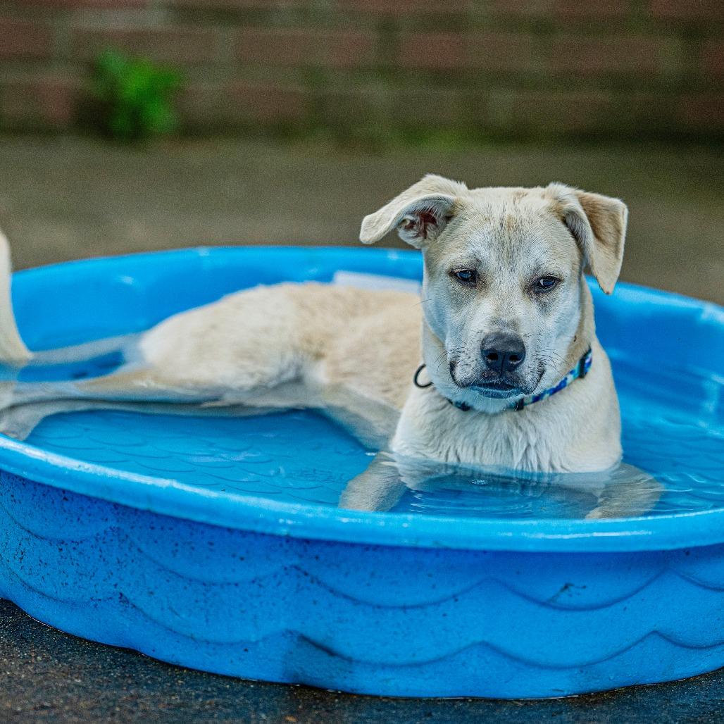 Enlarge Jack, a Adoptable Yellow Labrador Retriever in Bartlett, TN image 2/3