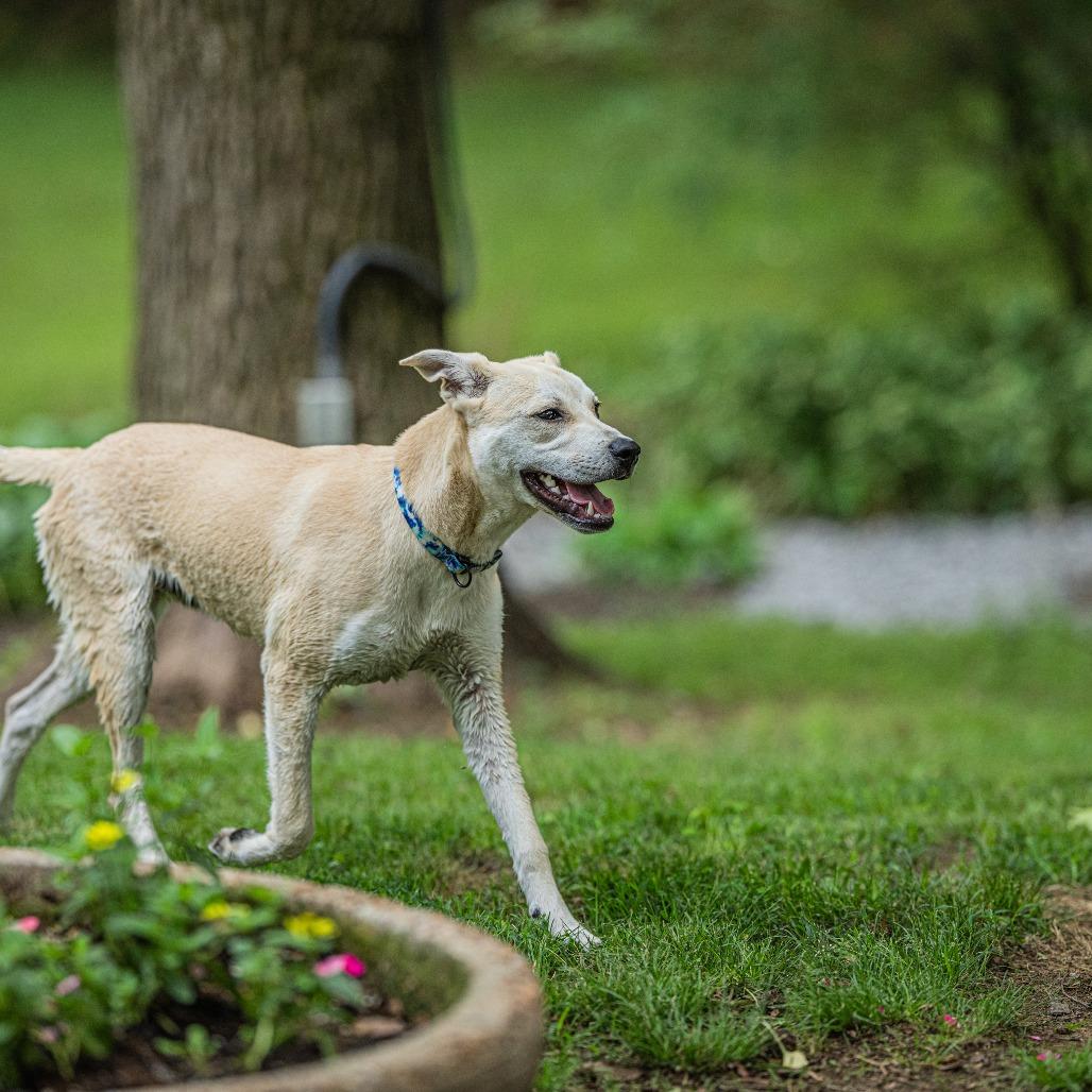 Enlarge Jack, a Adoptable Yellow Labrador Retriever in Bartlett, TN image 3/3