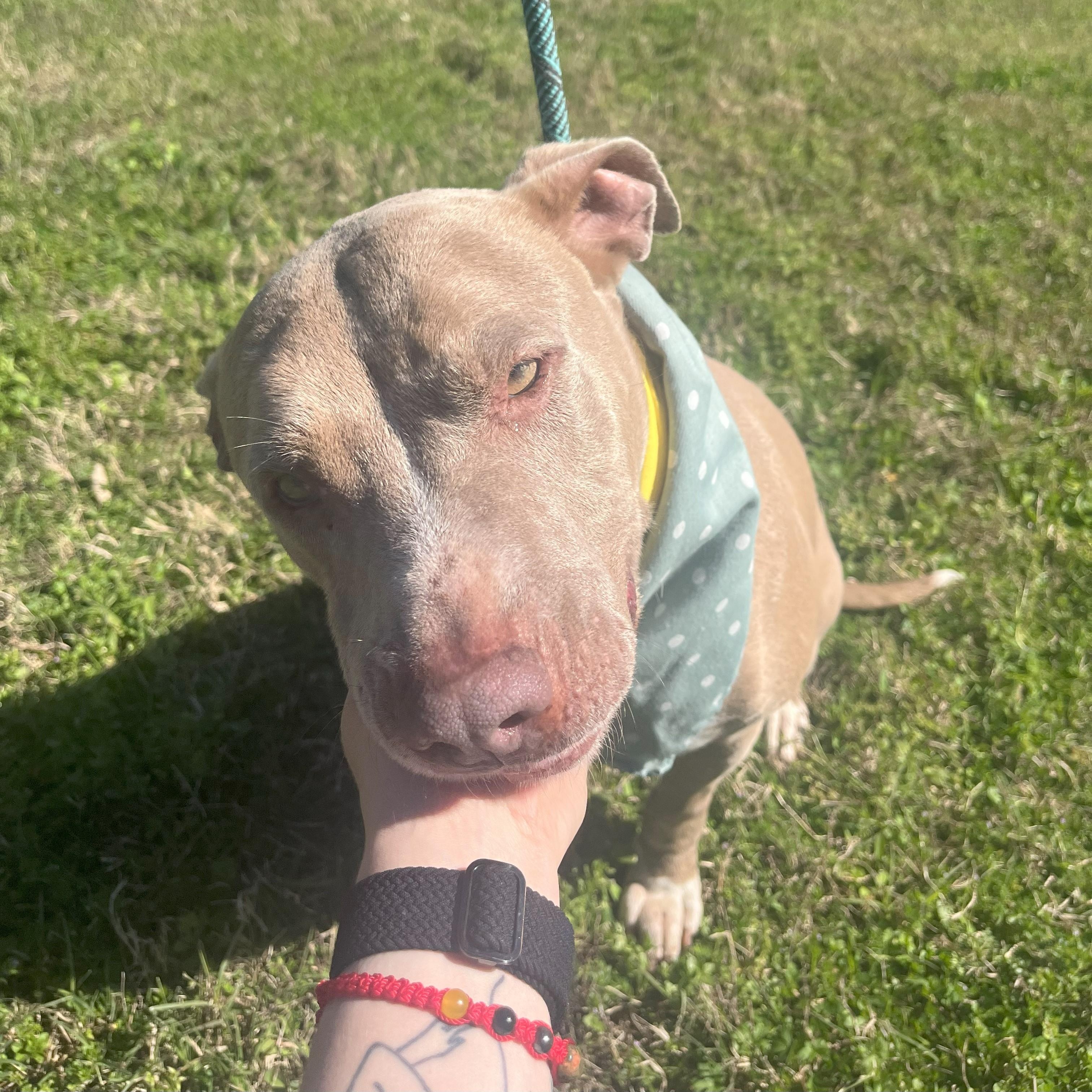 Enlarge Daiquiri, a Adoptable American Staffordshire Terrier in Green River, UT image 4/6