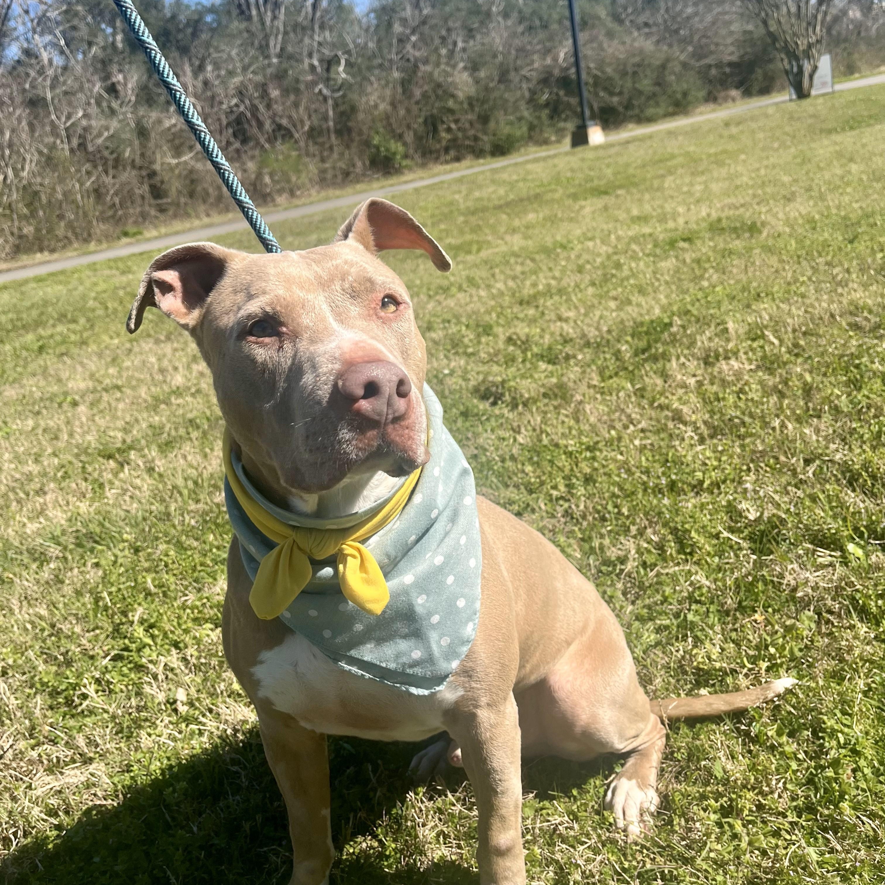 Enlarge Daiquiri, a Adoptable American Staffordshire Terrier in Green River, UT image 3/6
