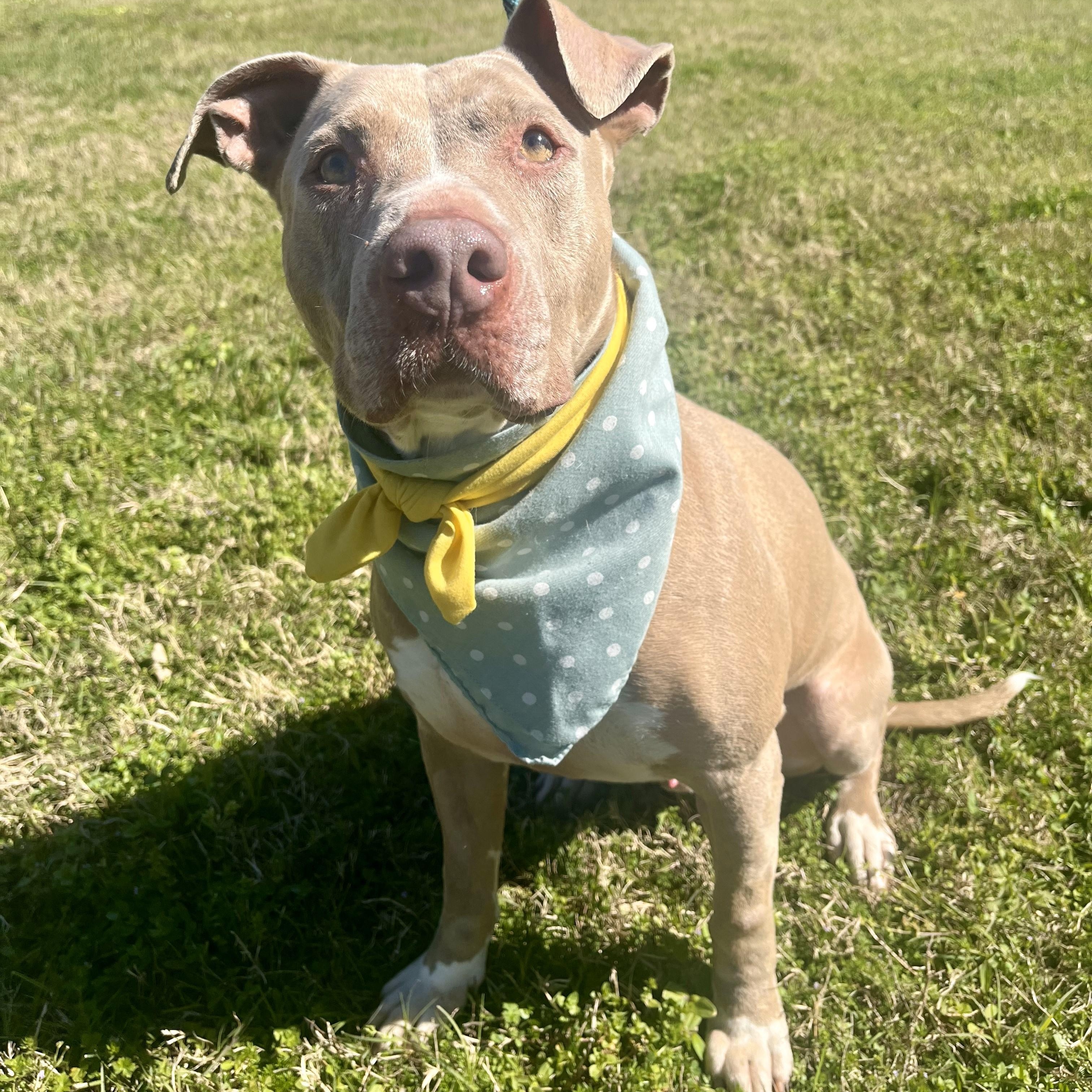 Enlarge Daiquiri, a Adoptable American Staffordshire Terrier in Green River, UT image 5/6