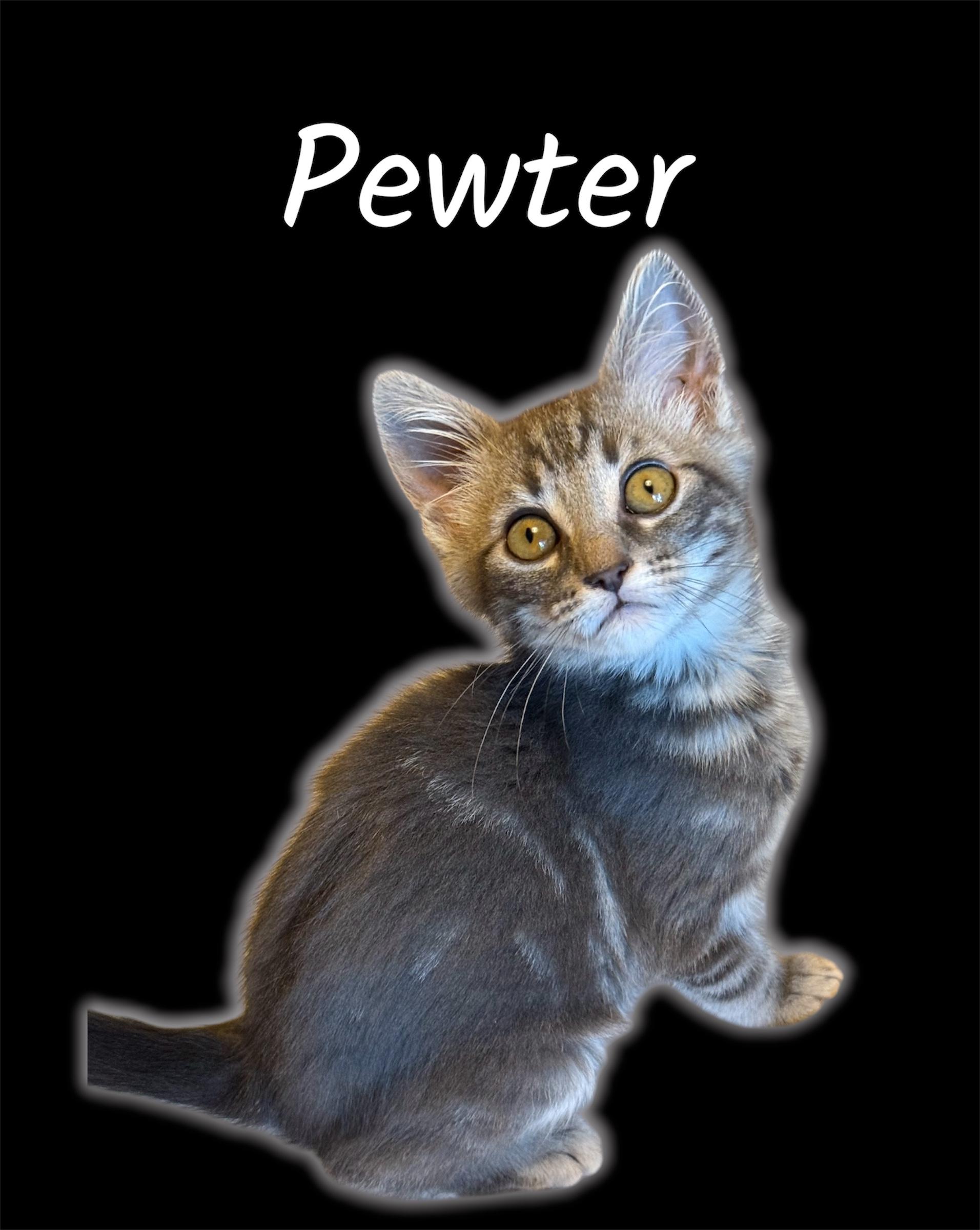 Pewter (Bonded with Heath), ADOPTABLE, Kitten Male Domestic Short Hair.