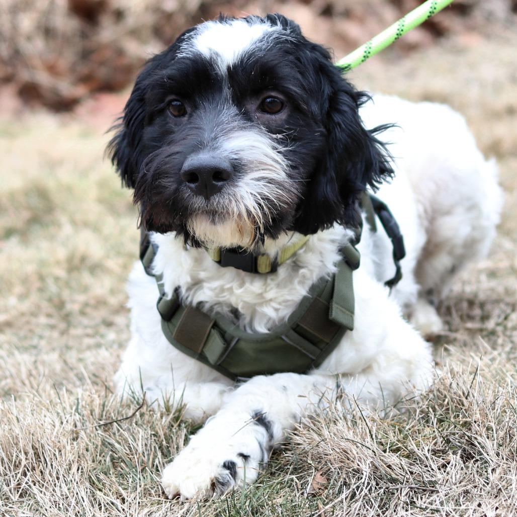Enlarge CT Ralphie, a Adoptable mixed breed in Eastford, CT image 1/4