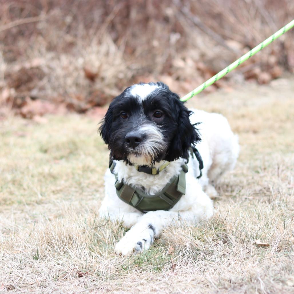 Enlarge CT Ralphie, a Adoptable mixed breed in Eastford, CT image 2/4