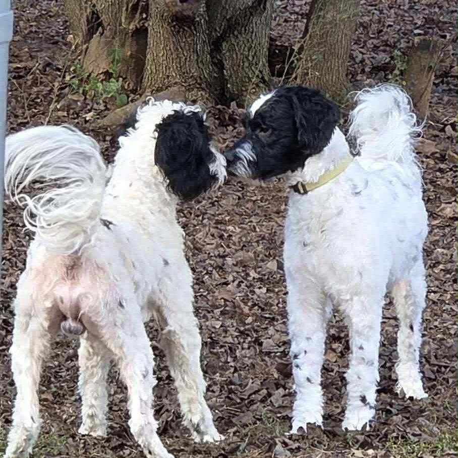 Enlarge CT Ralphie, a Adoptable mixed breed in Eastford, CT image 3/4