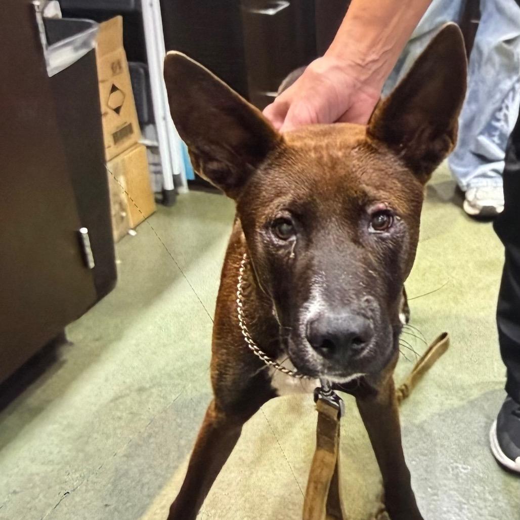 VINCENT, Adoptable, Young Male Belgian Shepherd / Malinois & Mixed Breed.