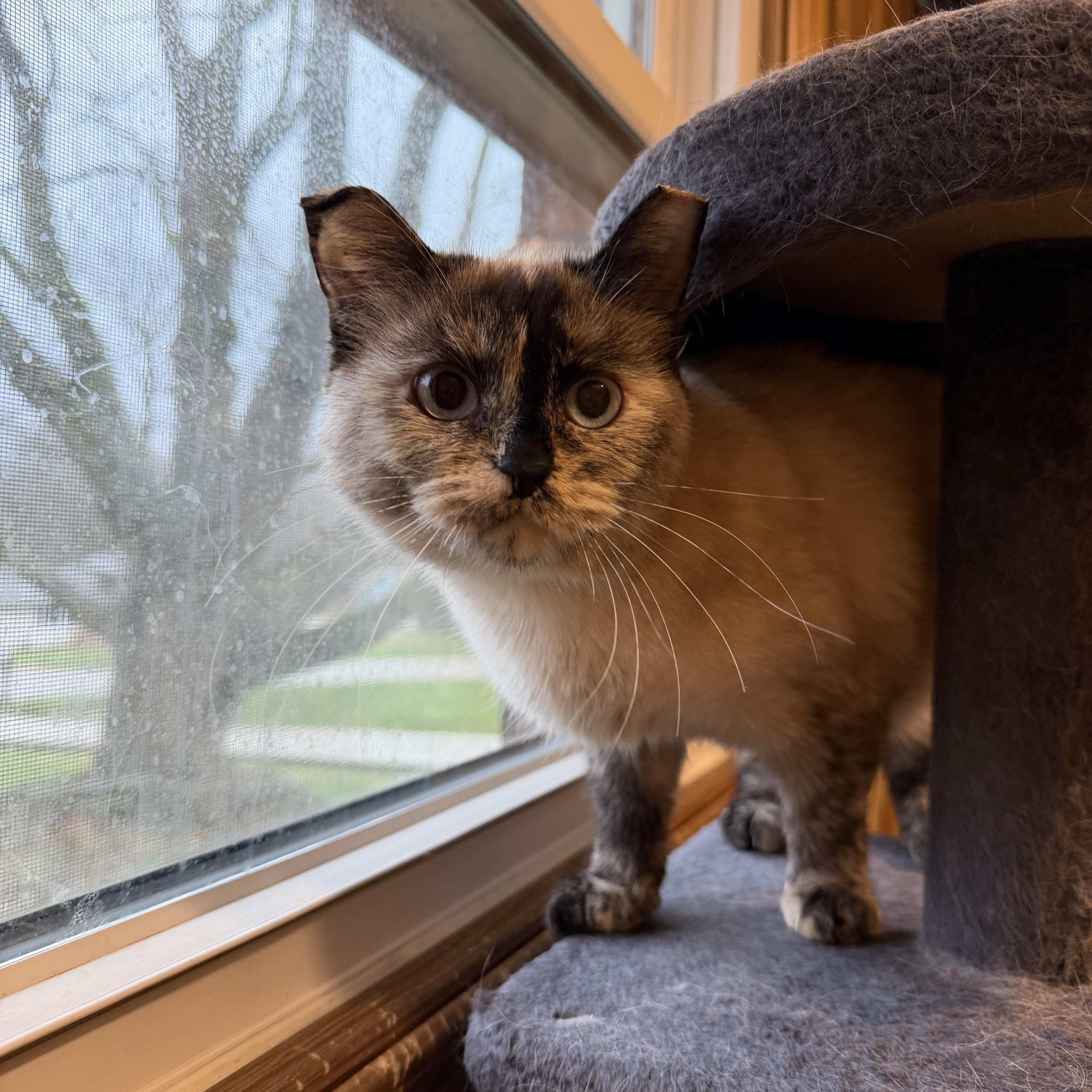 Enlarge Marshmallo , an adopted Siamese in Fairlawn, OH image 4/6