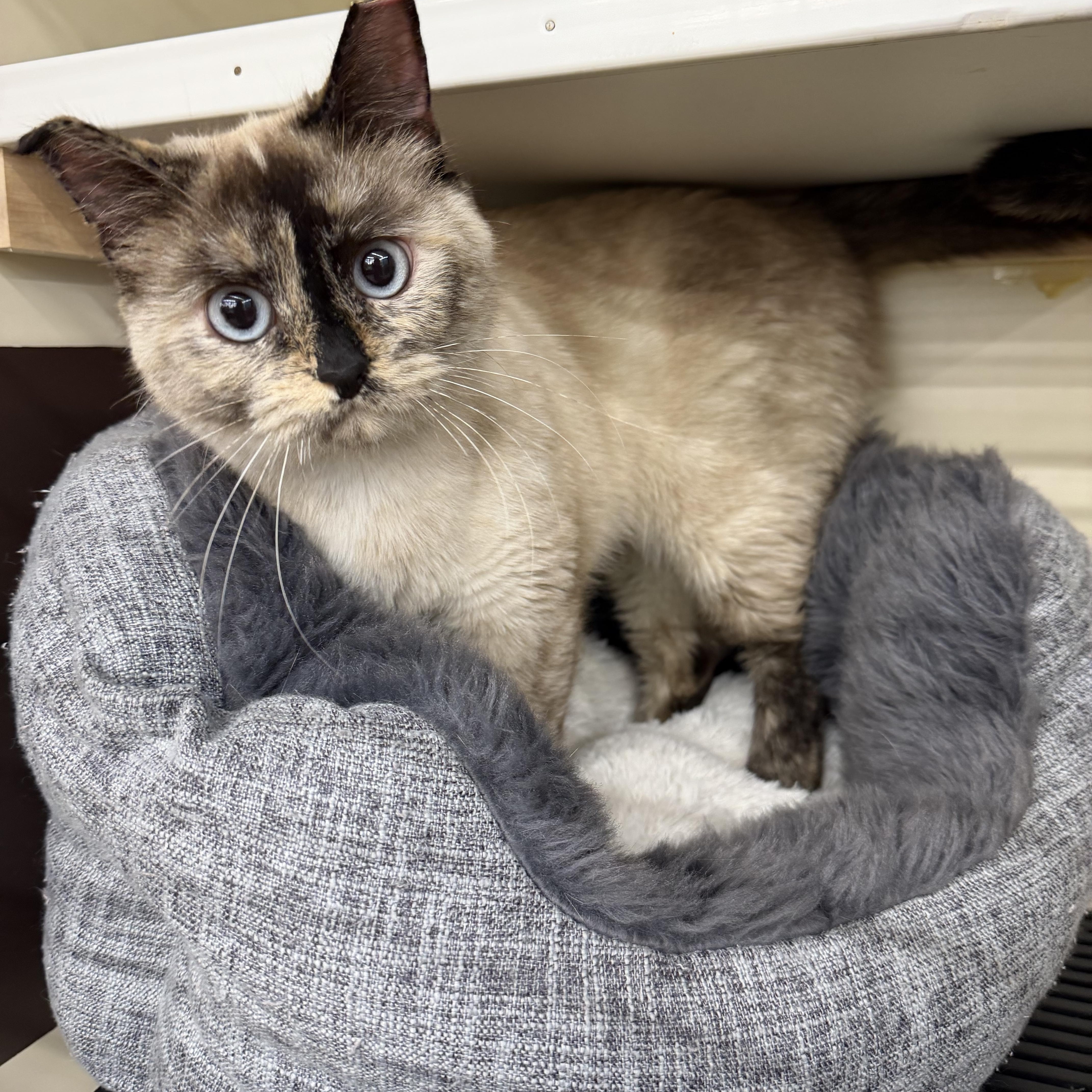 Marshmallo , adopted, Young Female Siamese.