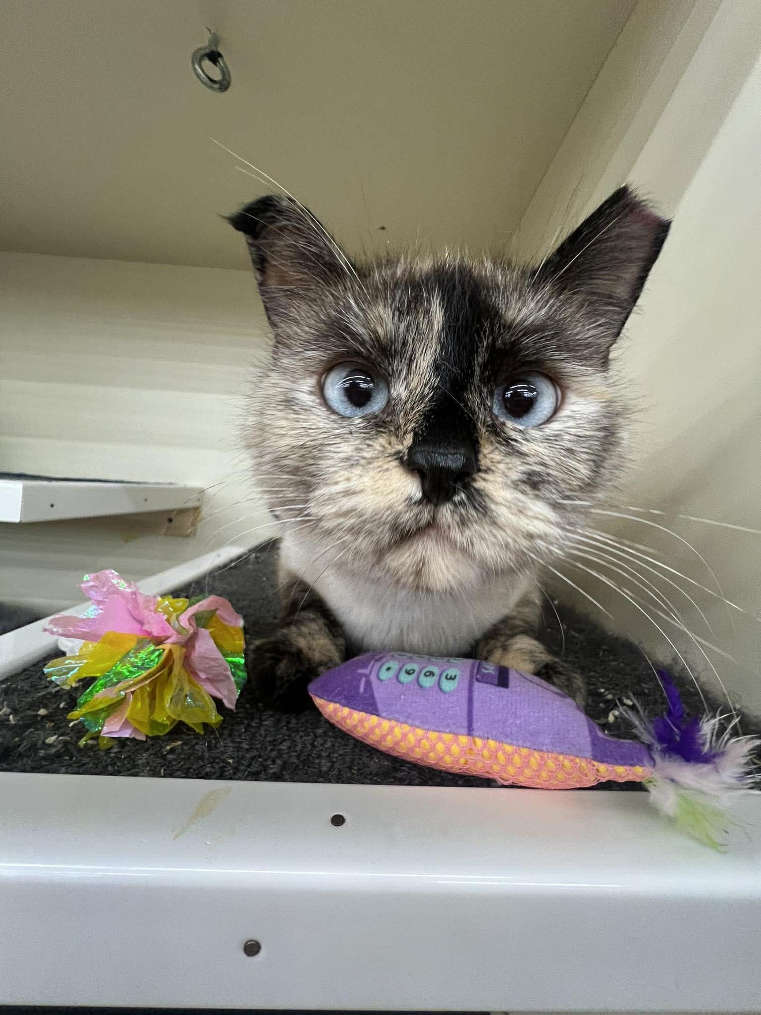 Enlarge Marshmallo , an adopted Siamese in Fairlawn, OH image 6/6