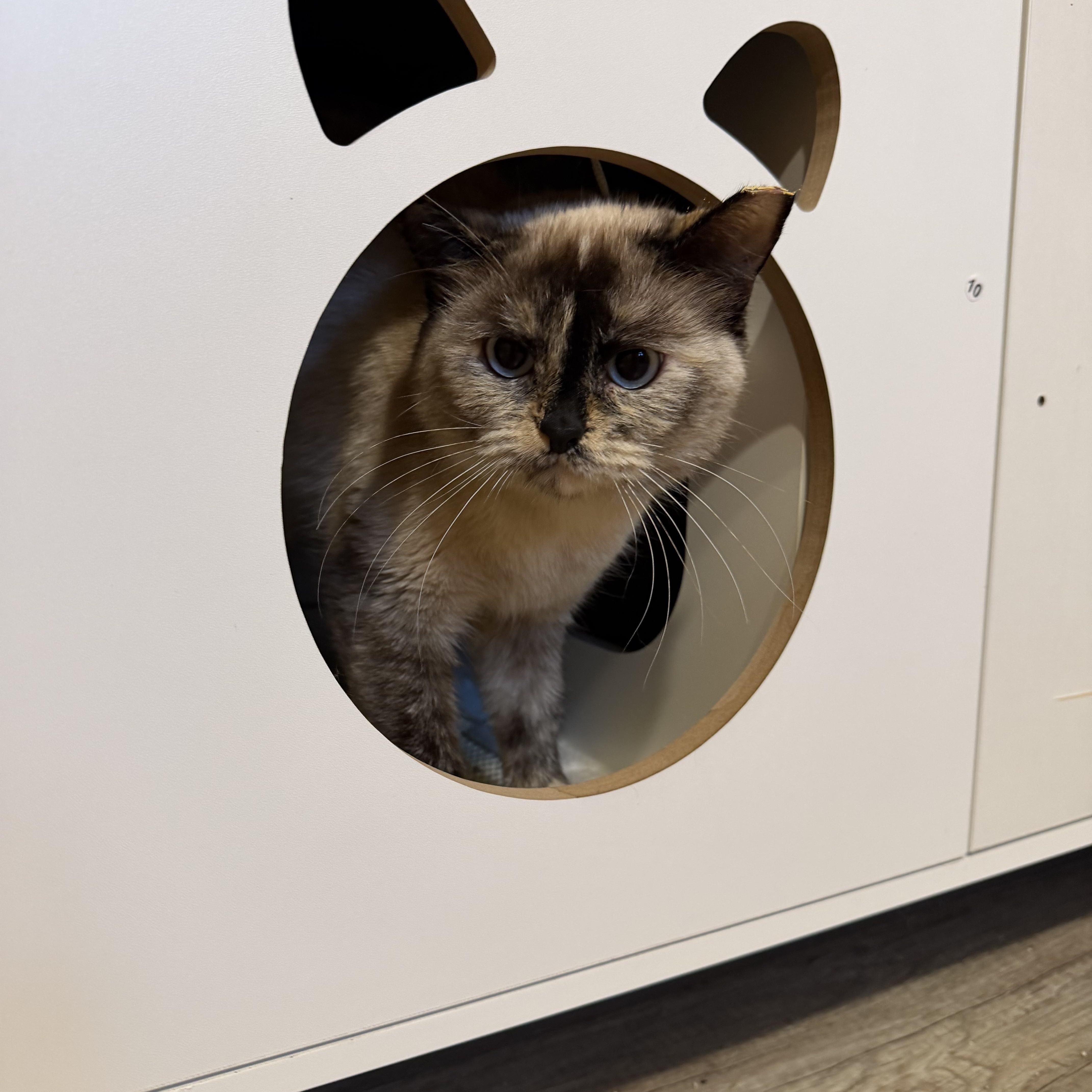 Enlarge Marshmallo , an adopted Siamese in Fairlawn, OH image 2/6