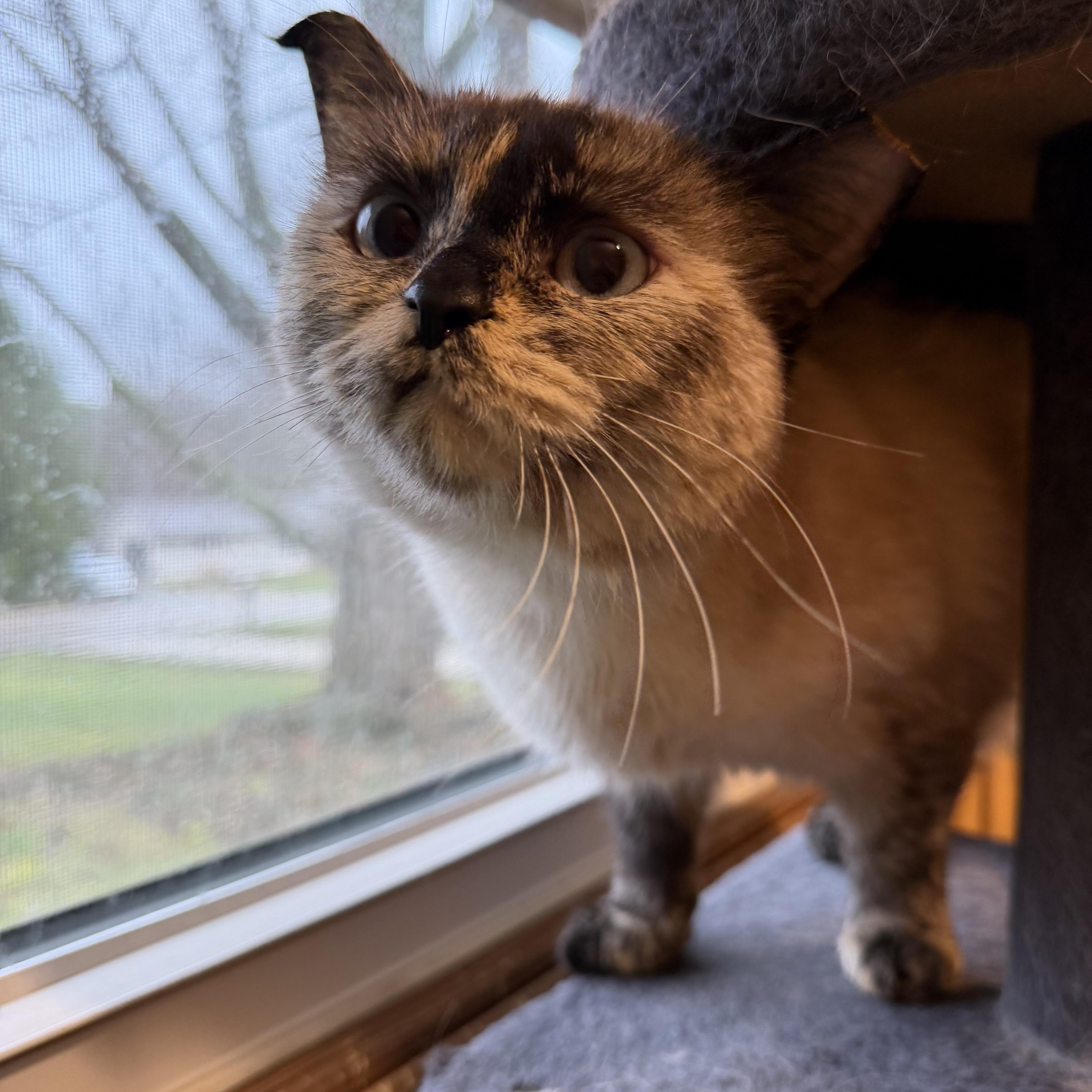 Enlarge Marshmallo , an adopted Siamese in Fairlawn, OH image 3/6