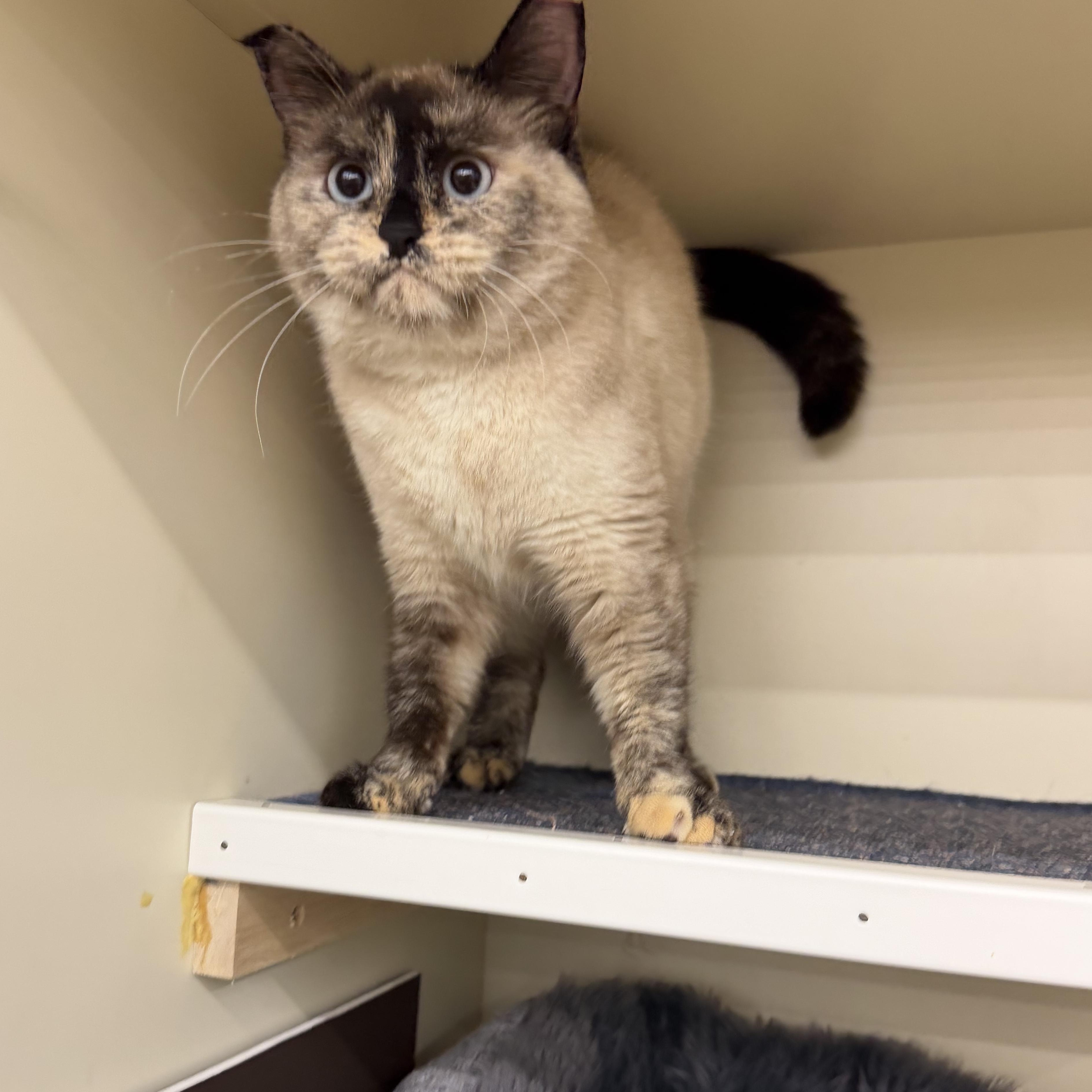 Enlarge Marshmallo , an adopted Siamese in Fairlawn, OH image 5/6