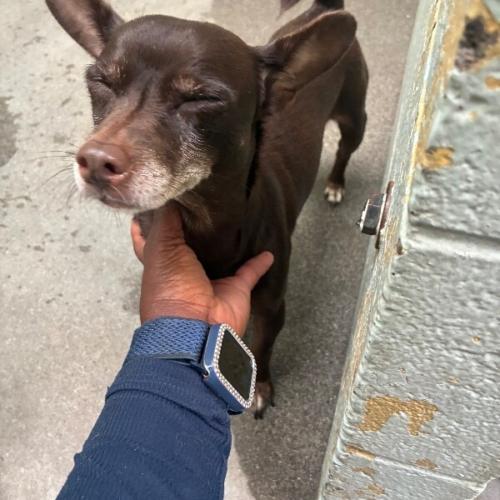 Enlarge Cree, a Adoptable mixed breed in Langley, BC image 1/1