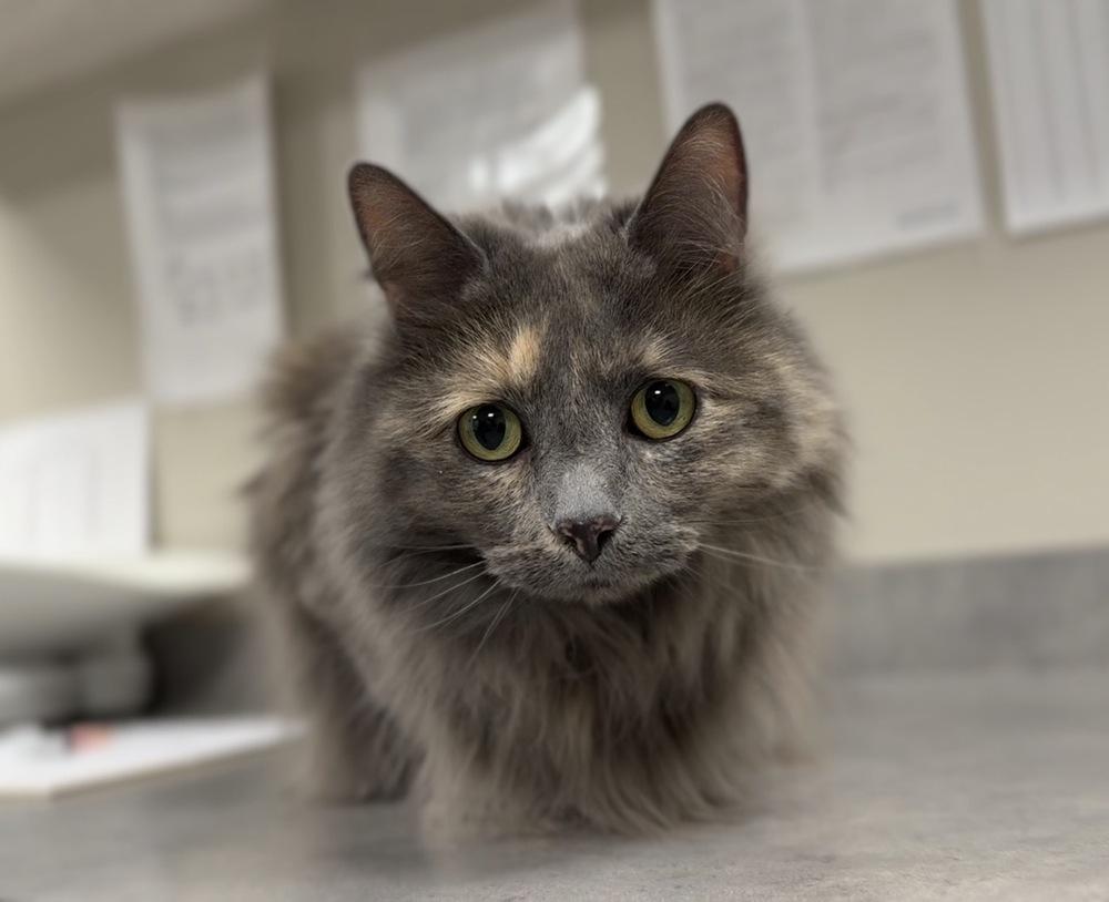 Gracie, Adoptable, Senior Female Domestic Long Hair.