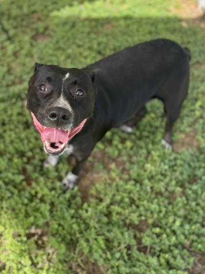 Peppa (in foster), Adoptable, Adult Female Pit Bull Terrier & Mixed Breed.