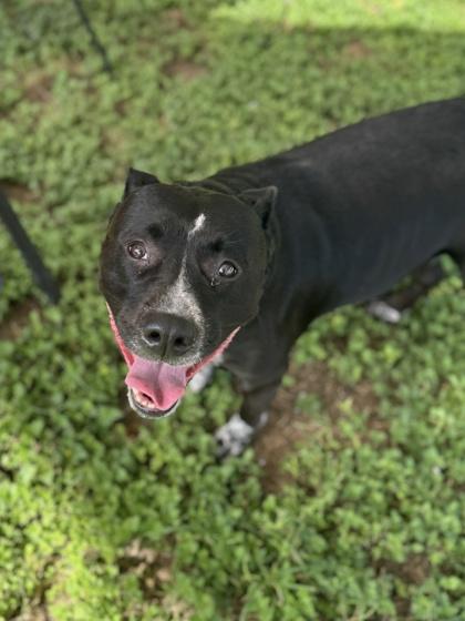 Peppa (in foster), a Adoptable mixed breed in San Marcos, TX image 2/3