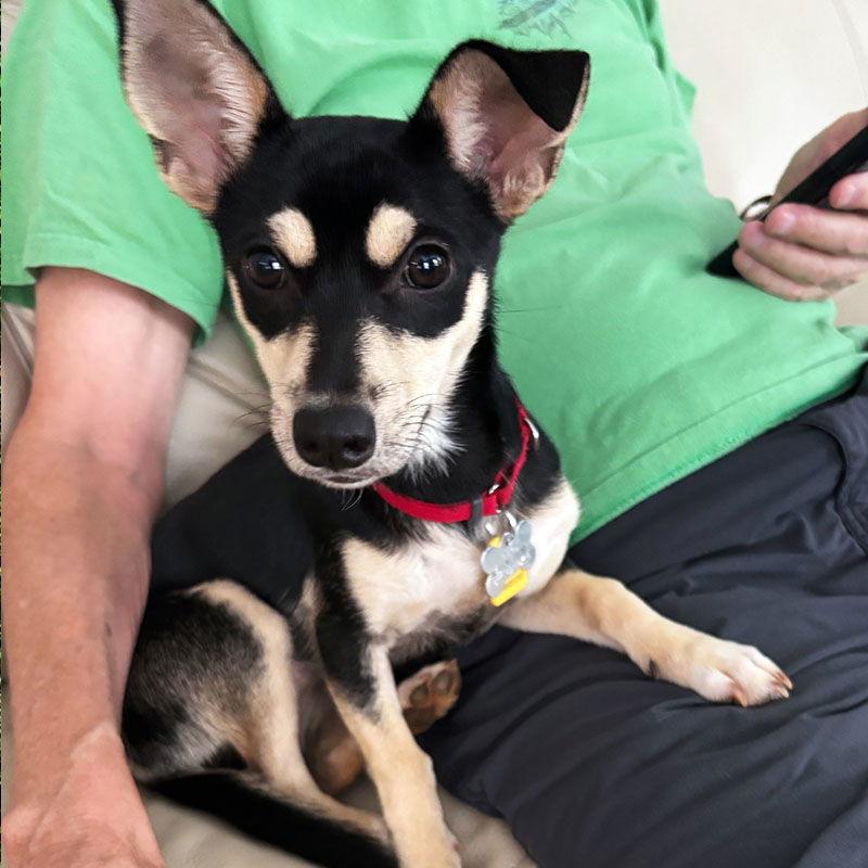 Cora (VA), Adopted, Young Female Rat Terrier.