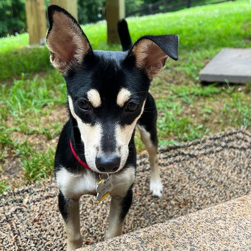 Enlarge Cora (VA), a Adopted Rat Terrier in Ruckersville, VA image 2/3
