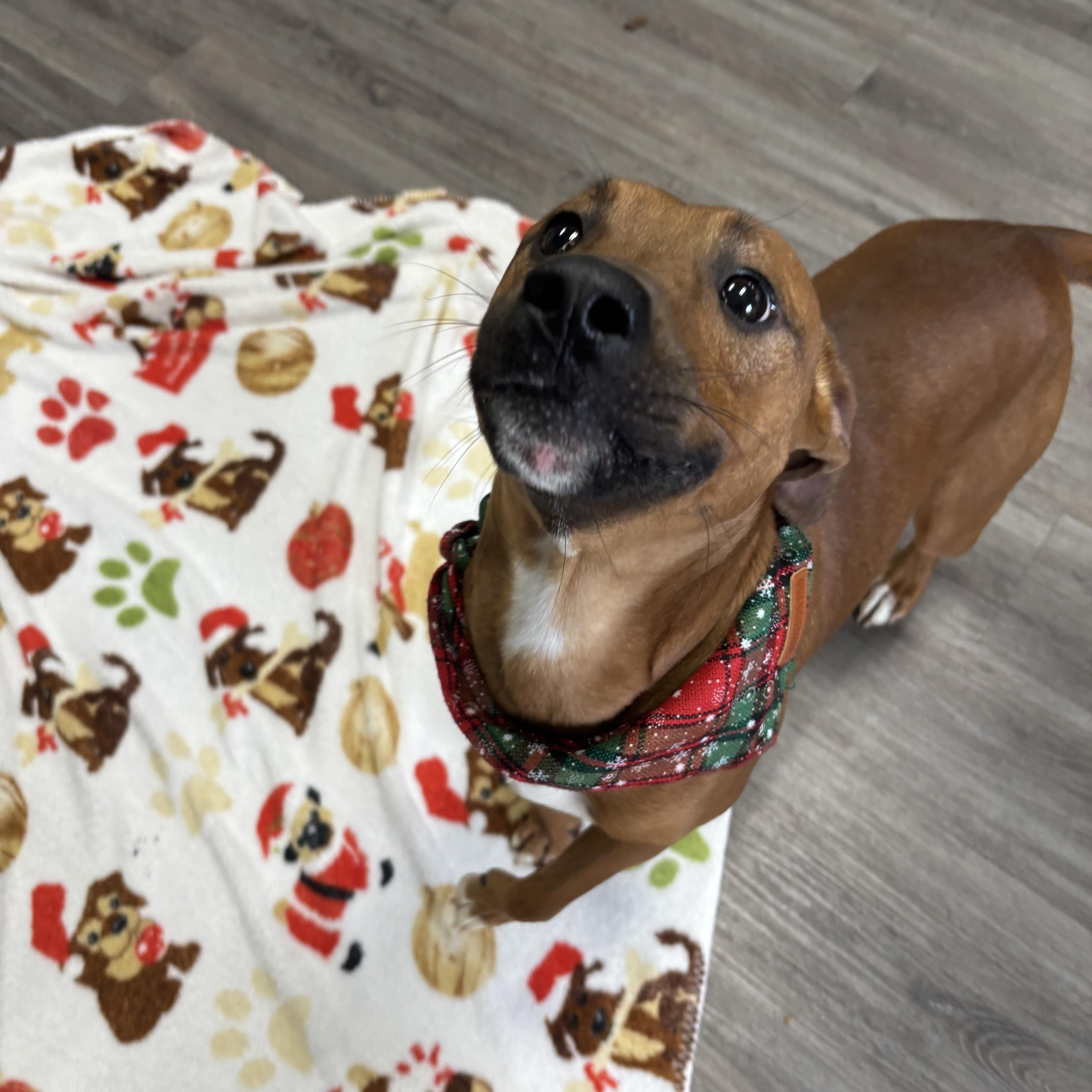 Enlarge Rudolph, a ADOPTABLE mixed breed in Circleville, OH image 4/4