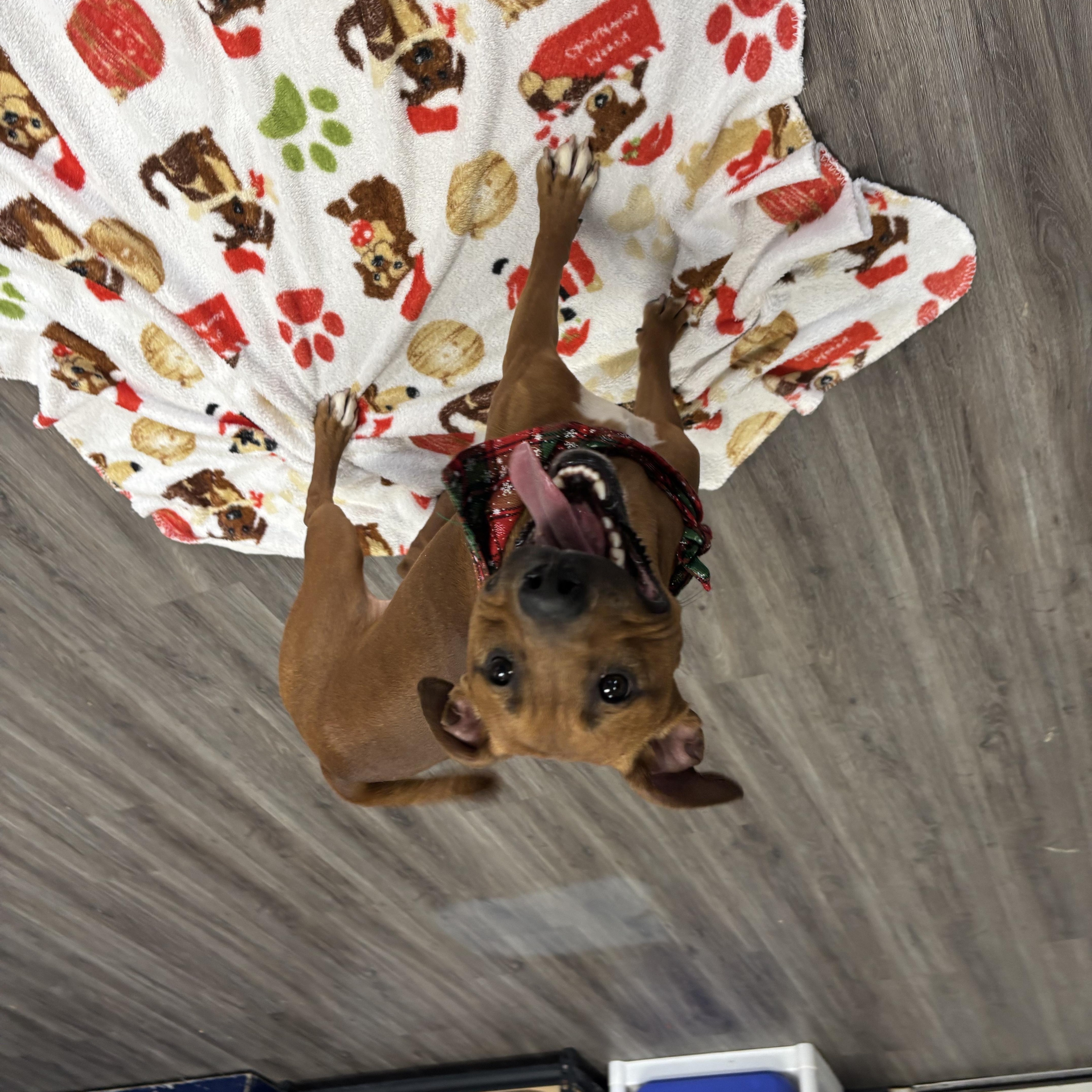 Enlarge Rudolph, a ADOPTABLE mixed breed in Circleville, OH image 3/4